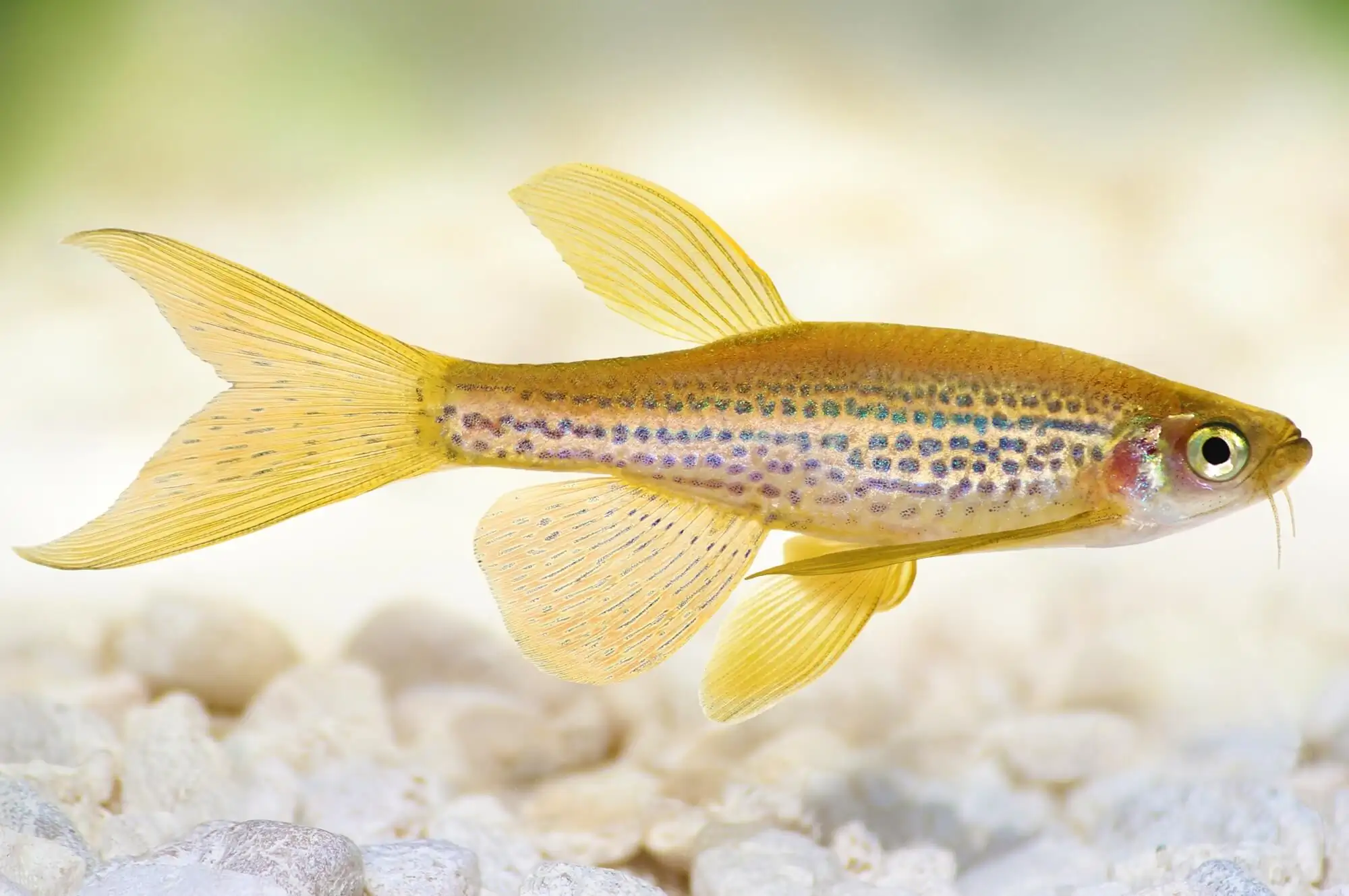 Gold Longfin Danio